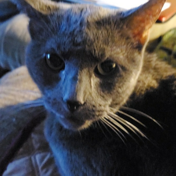 Meet your Posher, Elizabeth - Picture 1 of 1